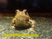 /home//u458753944/public_html/sourcegallery//Roxborough Toad Detour/2023/2023-04-01/P4010658.JPG